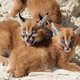 Illustration for article titled ZOMG BABY CARACALS AND BABY LEOPARD!!!